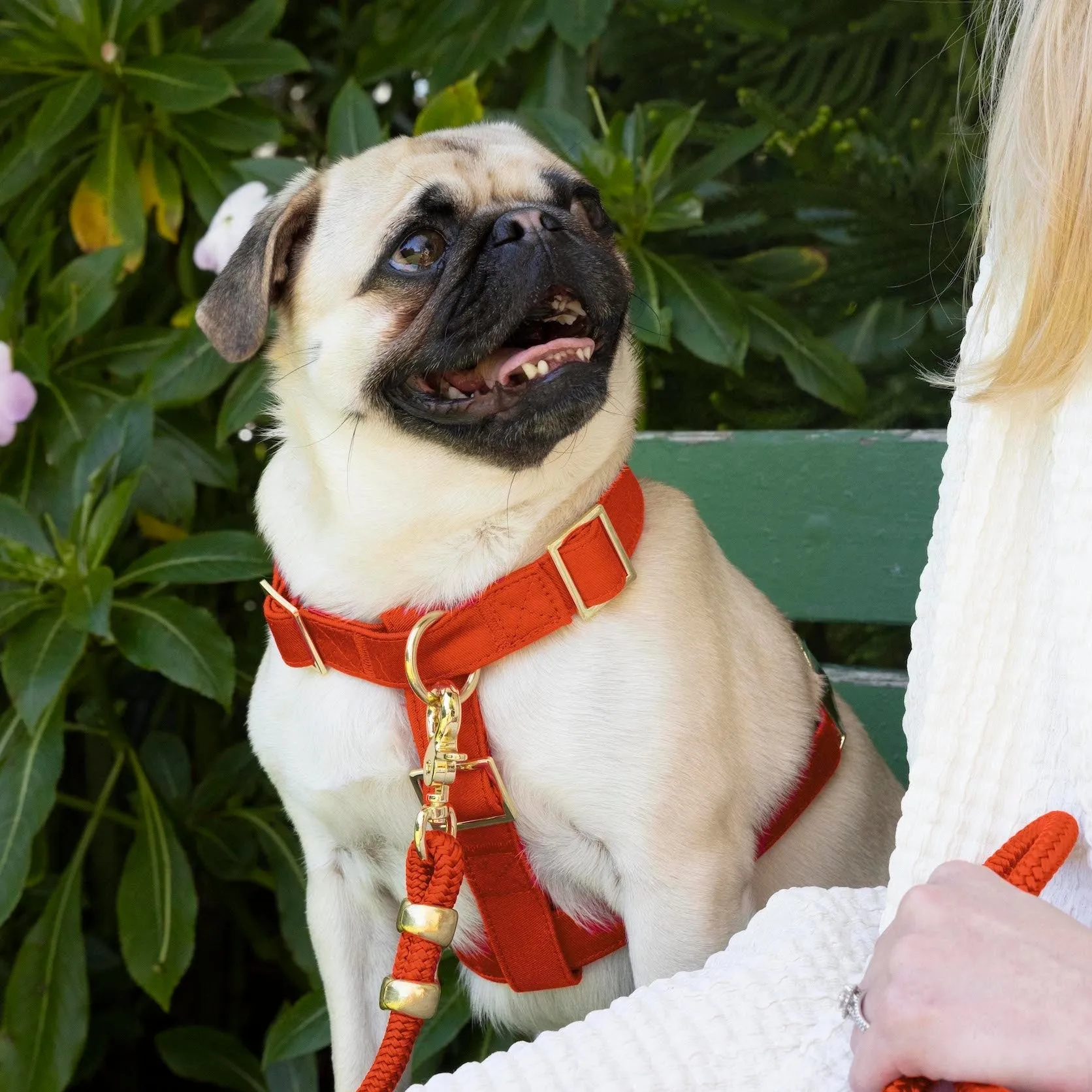 Cider Harness Walk Set